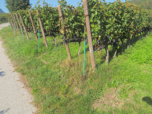 Strada del Vino.